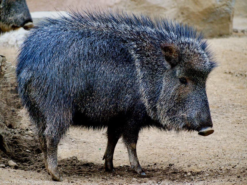 Chacoan peccary