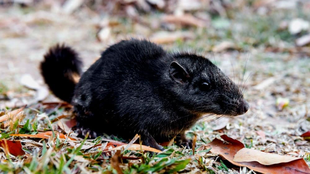 Laotian rock rat