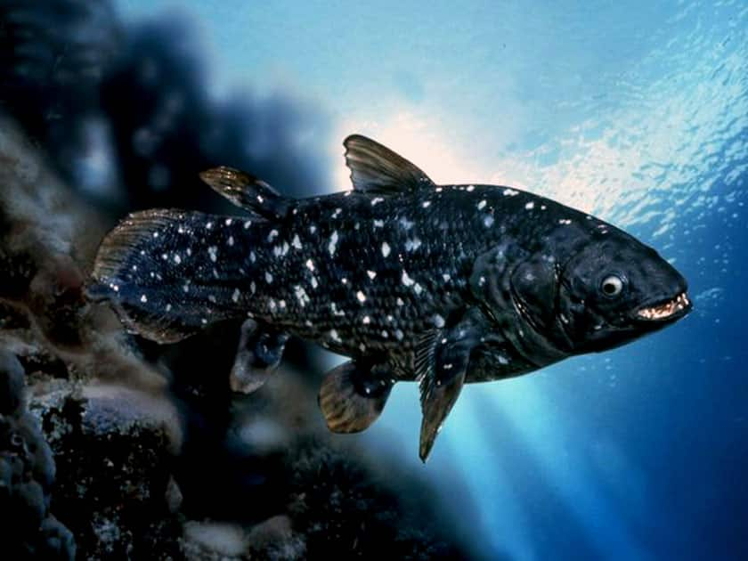 Coelacanth