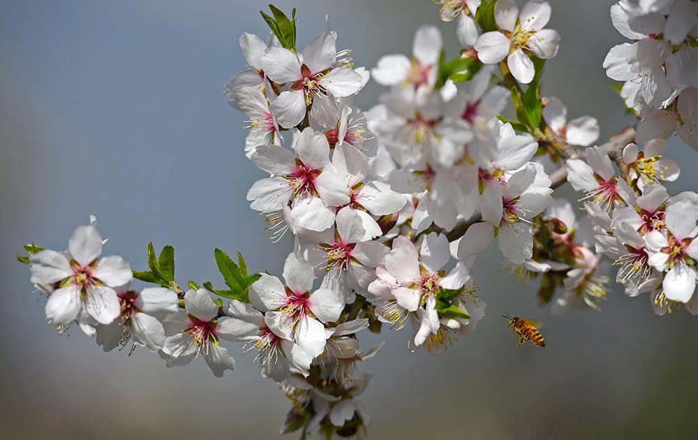 Almond trees in full bloom