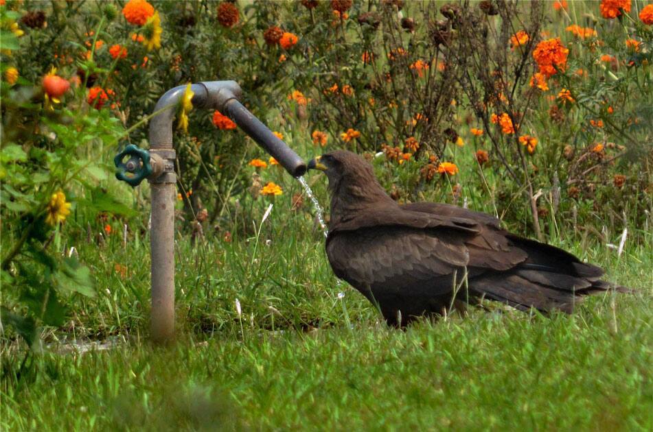 Eagle drinks water from a tap in the Bihar