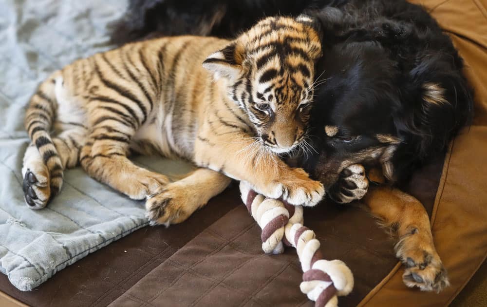 Malaysian tiger cubs play with resident nursery dog Blakely at the Cincinnati Zoo