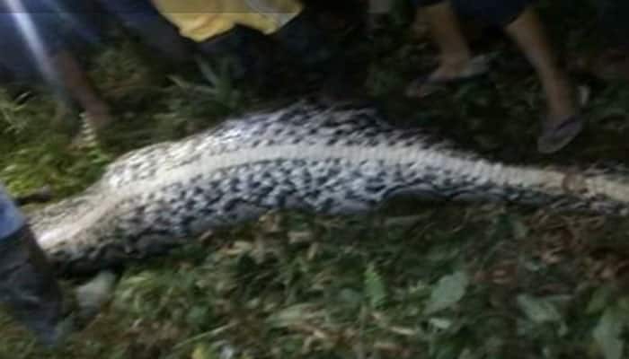 OMG! Villagers searching for missing Indonesian man finds him inside python's stomach – WATCH viral video OMG! Villagers searching for missing Indonesian man finds him inside python's stomach – WATCH viral video