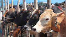 Ajmer Dargah diwan urges Muslims to stop consuming beef, asks Centre to declare cow as national animal