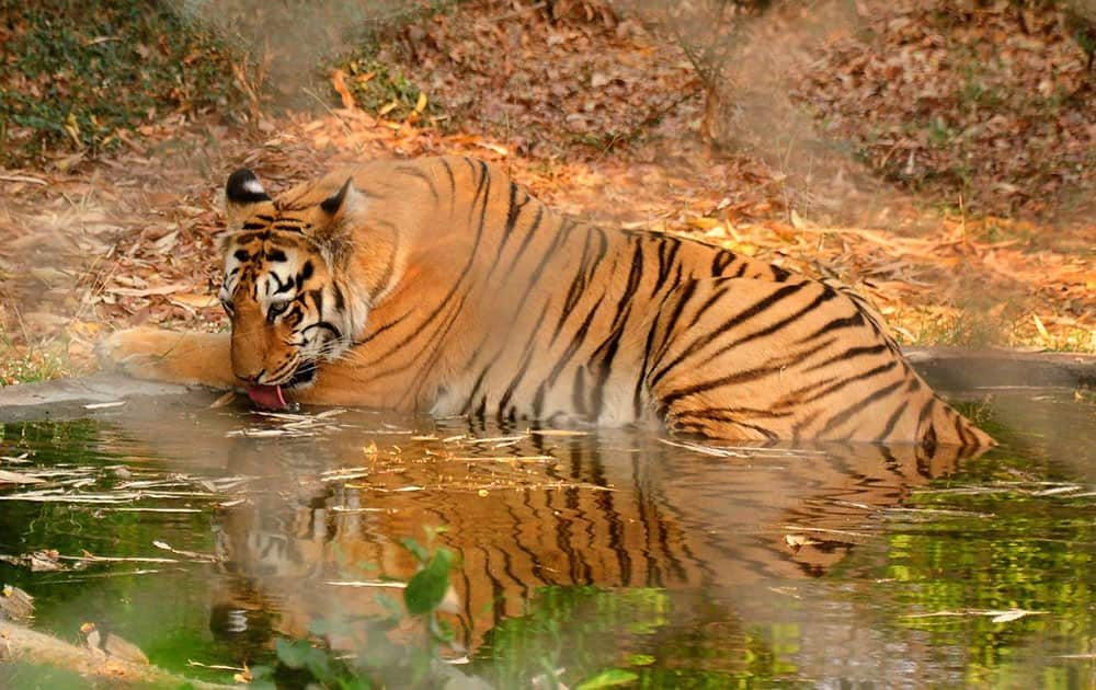 A tiger takes refuge from simmering heat, at a pond 