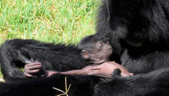 Rare baby siamang gibbon makes public debut at Canberra zoo – See pic