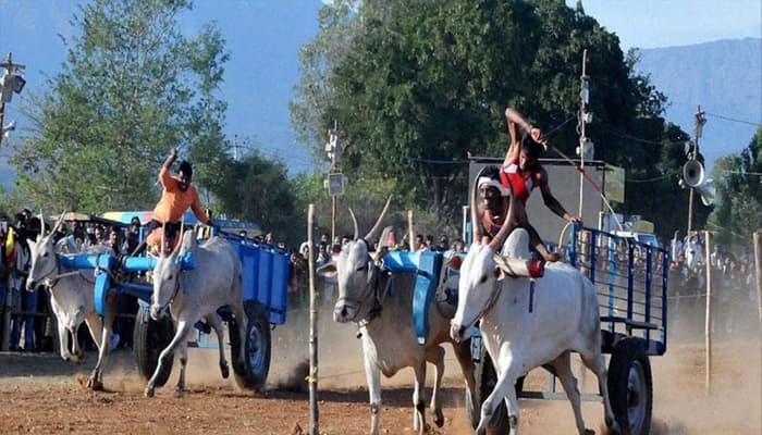 Maharashtra legalises bullock cart race; Rs 5 lakh fine to be imposed in case of cruelty to animals 