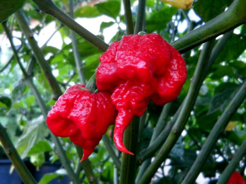 Carolina Reaper