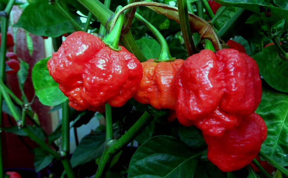 Trinidad Moruga Scorpion