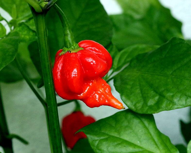 Trinidad Scorpion “Butch T”