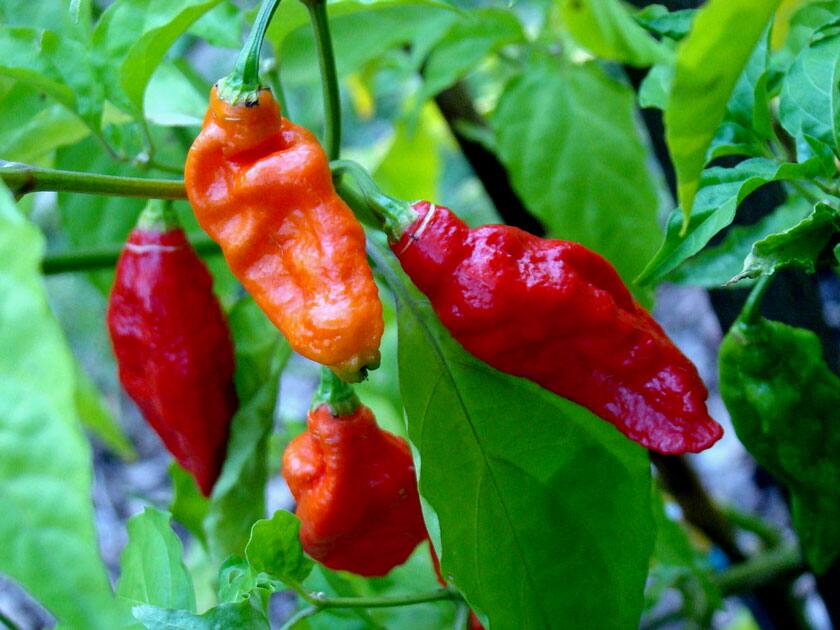 Bhut Jolokia (Ghost Pepper)