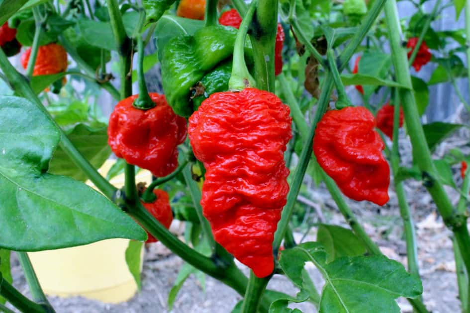 7 Pot Red (Giant)