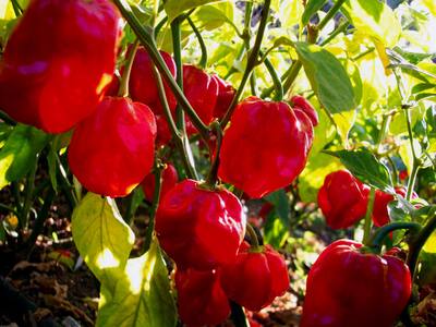 Red Savina Habanero