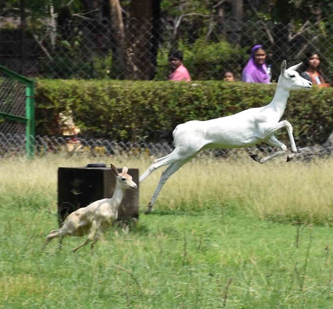 A white Buck