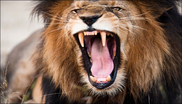 Simba the lion and Lula the bear, ailing residents of Mosul zoo flown out of Iraq