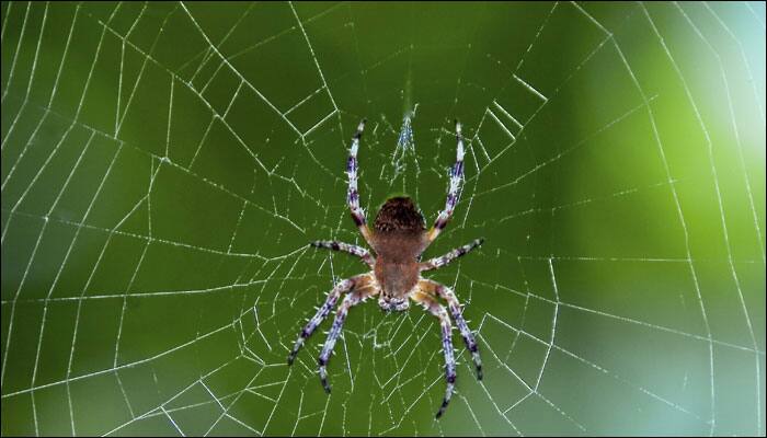 Arachnid population increases as scientists discover 50 new species of spiders in Australia!