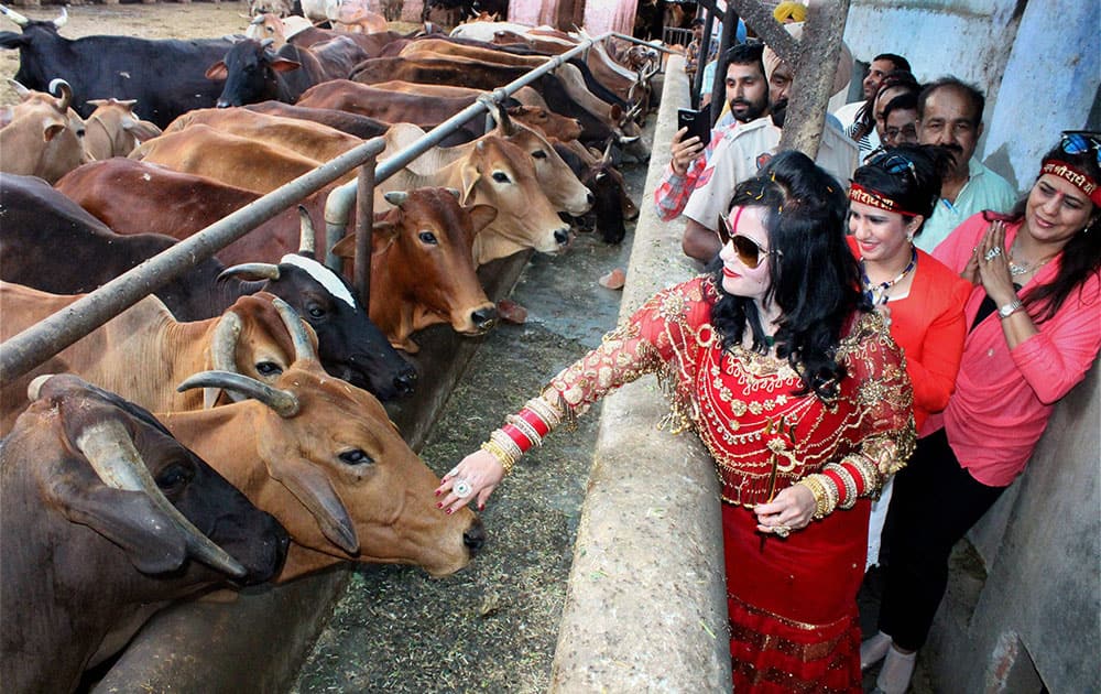 Radhe Maa feeding cows at a local Gaushala