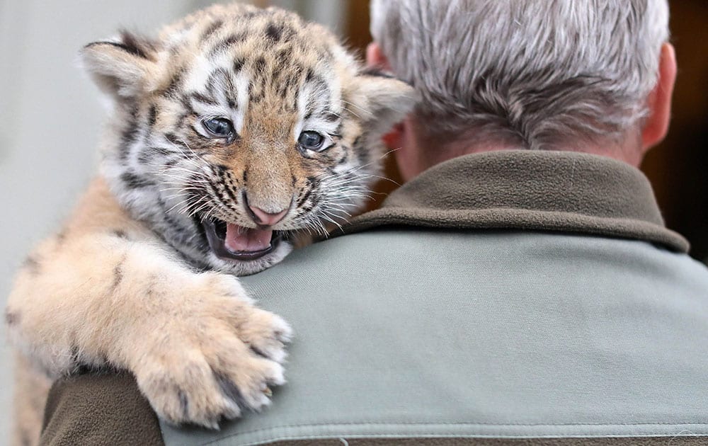 Baby tiger gets vaccincated at Leipzig zoo