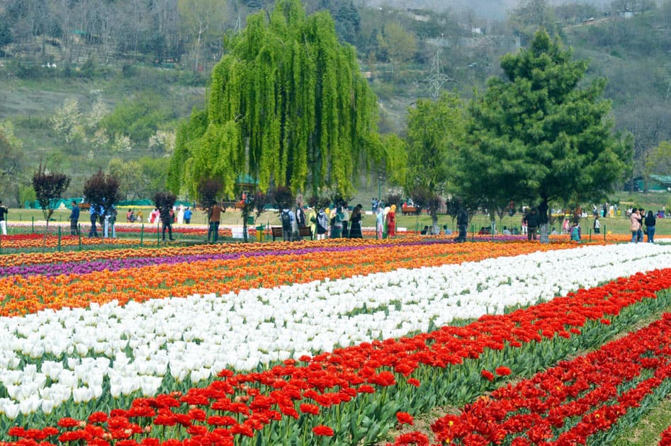 Tourists enjoys at Asia's largest Tulip garden