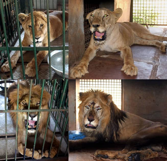 Lions transported to Bhopal