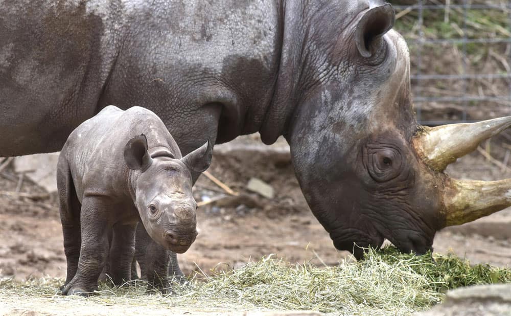 old black Rhino calf