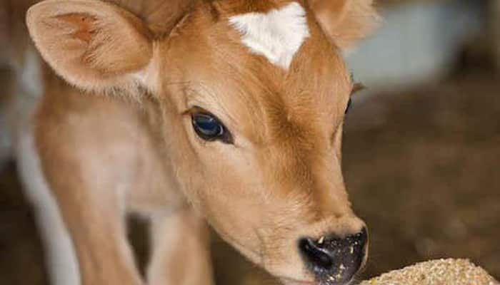 Tension in UP&#039;s Allahabad after calf head found on premises of Akhileshwar Mahadeo Temple