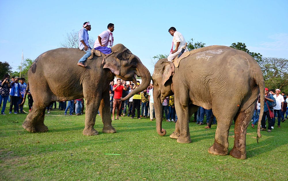 Rongali Bihu festival