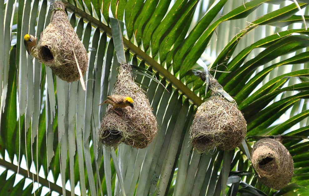 Baya Weavers make nests