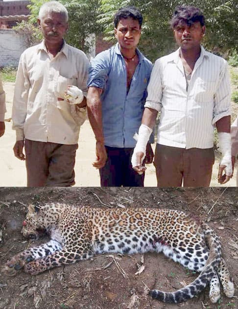 Villagers killed the leopard