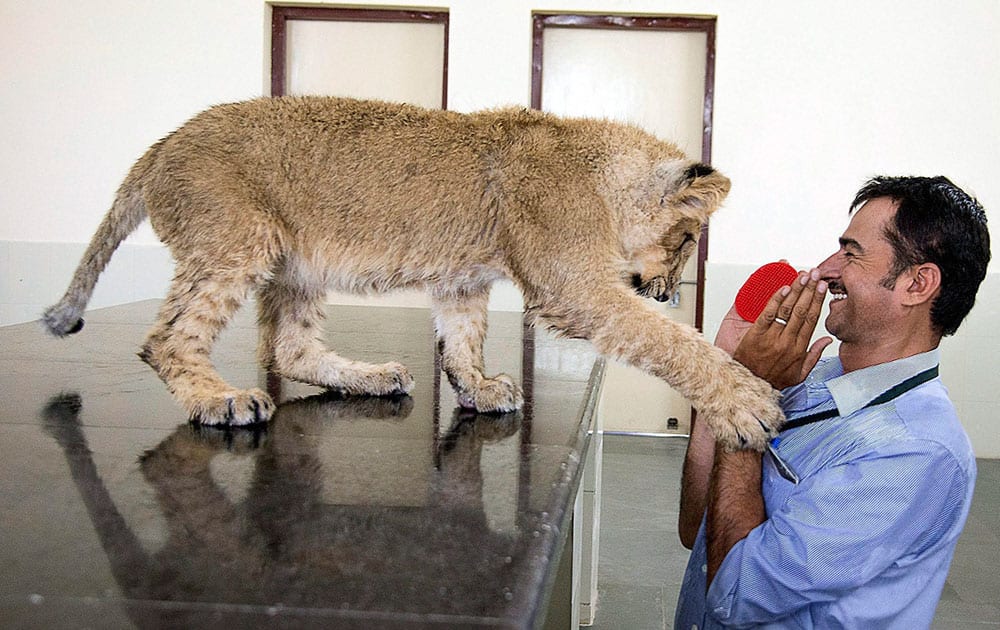 Senior Wildlife Veterinarian Sharvan Singh Rathore plays with a Lion Cub