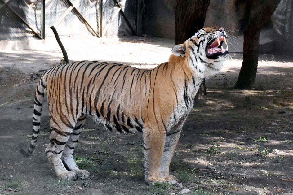 A Bengal Tiger Yawns at a Zoo in Surat