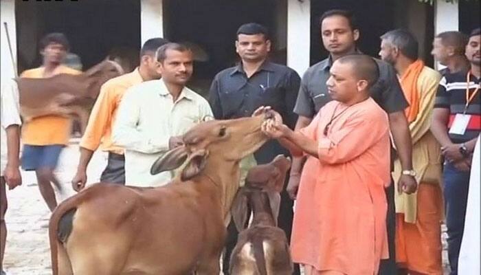 Uttar Pradesh: Yogi Adityanath begins Sunday morning among cows