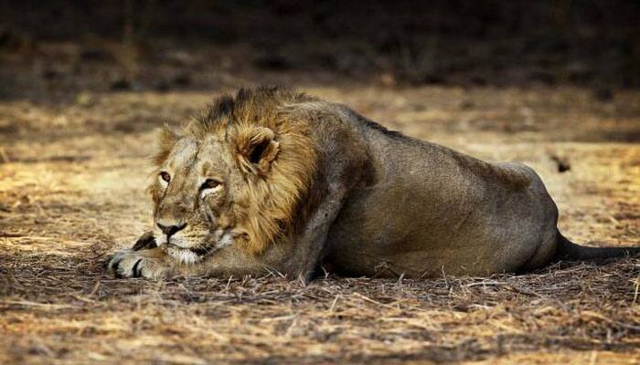 Noise pollution in US is a big threat to protected wildlife areas, says study