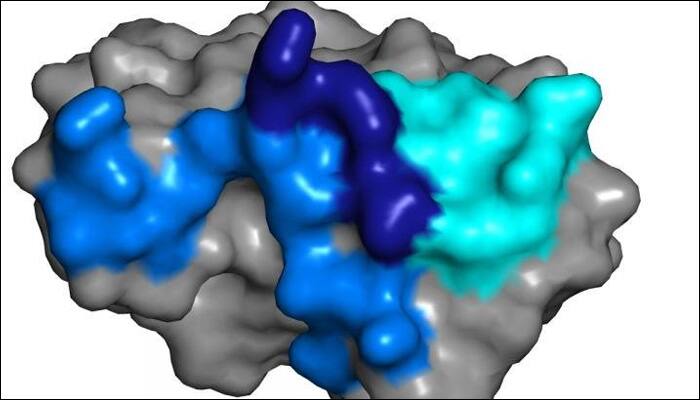 Antibody found in blood of infected people offers hope for Zika vaccine