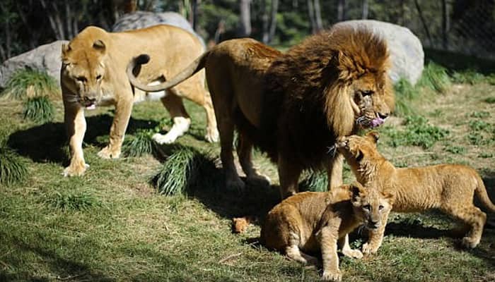 A world&#039;s first – These lion cubs were born after their father had reversed vasectomy