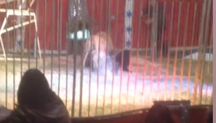 Terrifying video: Lion attacks keeper during circus routine in France