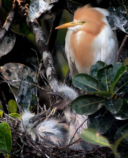 Cattle Egret