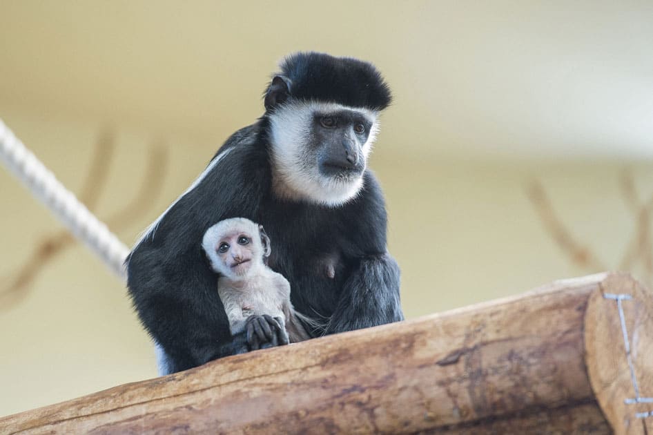 A mantled guereza carries her one-week old cub