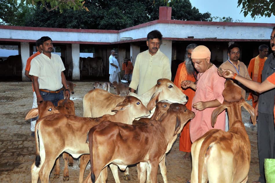 Yogi Adityanath feeds his cows