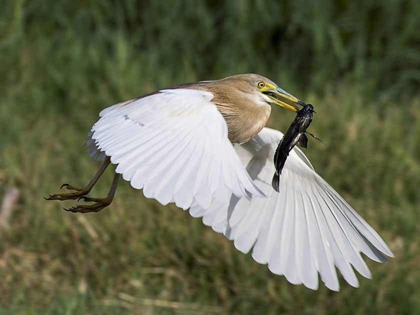 Indian Pond Heron holds a fish in its beak