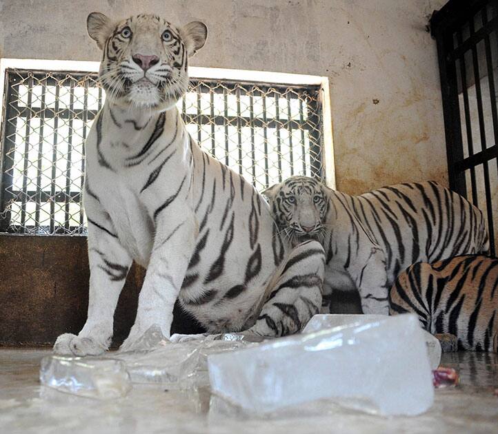 White tigers sit around ice blocks to beat the heat at Nandankanan Zoological park White tigers sit around ice blocks to beat the heat at Nandankanan Zoological park