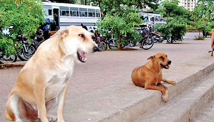 In conversation with your pet – Dogs can talk to humans, reveals study