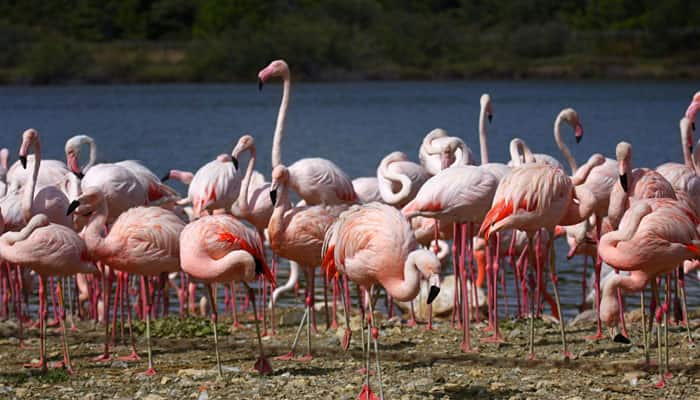 At last, it&#039;s decoded! This is why flamingos stand on one leg