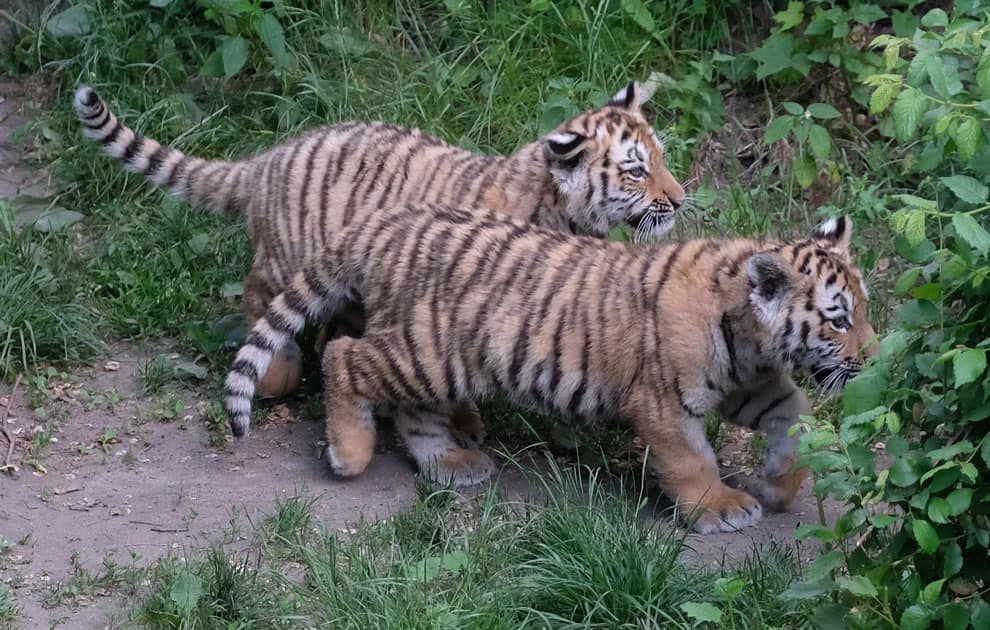 Tiger baptised at Leipzig zoo