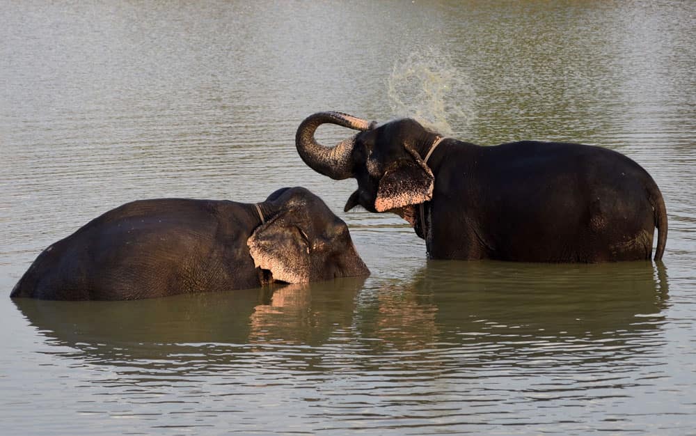 Elephants beat the heat on a hot day in Jaipur