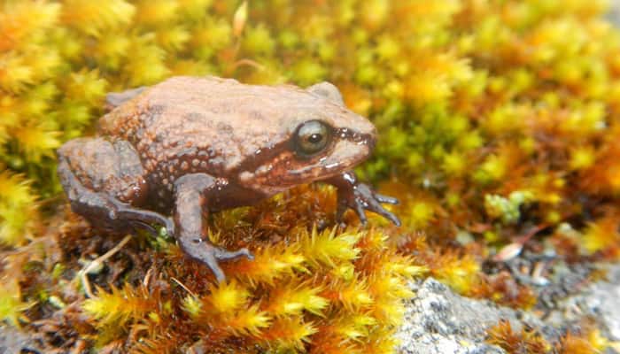 Scientists discover new species of &#039;see-through&#039; frog