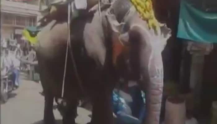 WOW! This jumbo in Madhya Pradesh takes &#039;pann&#039; after a sumptuous meal – Watch video