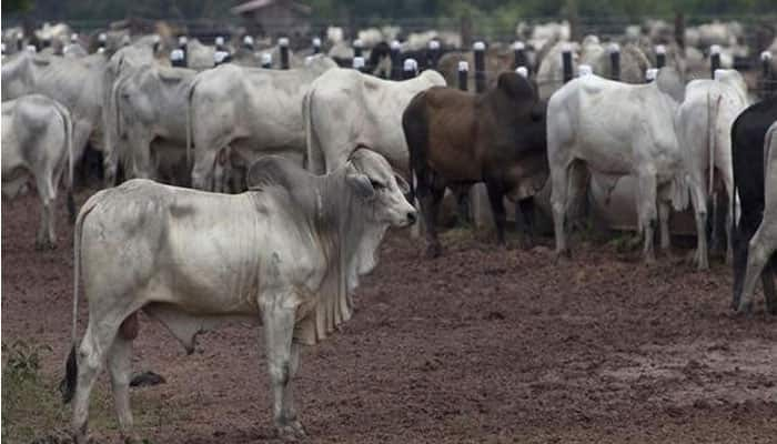 Maharashtra: Cow vigilantes assault youth over &#039;&#039;possession of beef&#039;&#039;