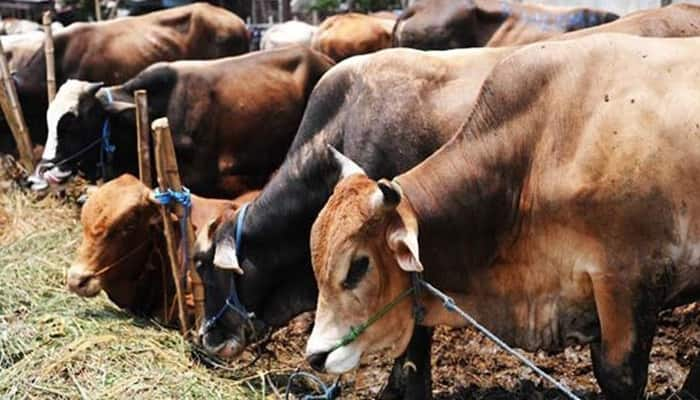 Row erupts over new cattle slaughter rules; government indicates rethink