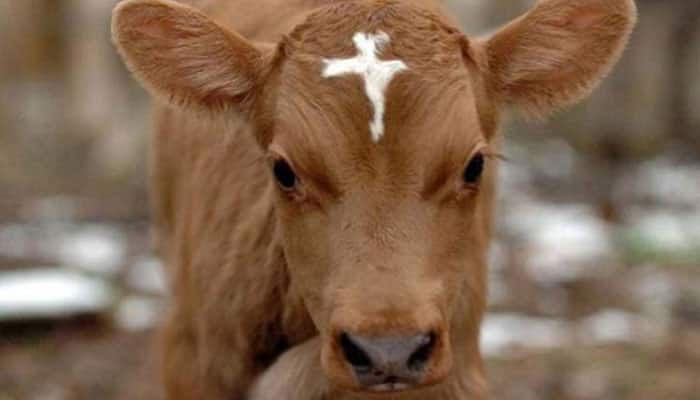 MP: Youth workers of BJP, Congress clash against slaughtering of calf in Kerala